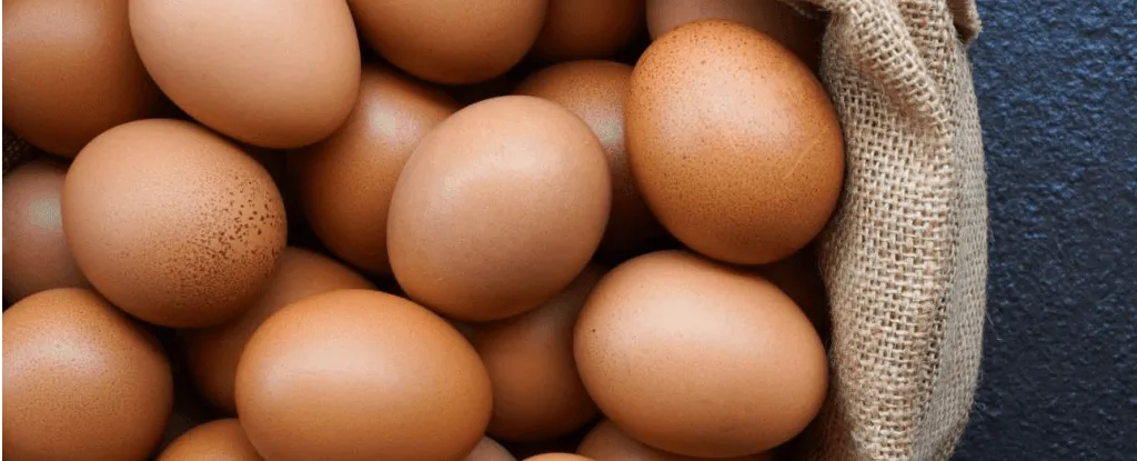 Telur Ayam Nusantara