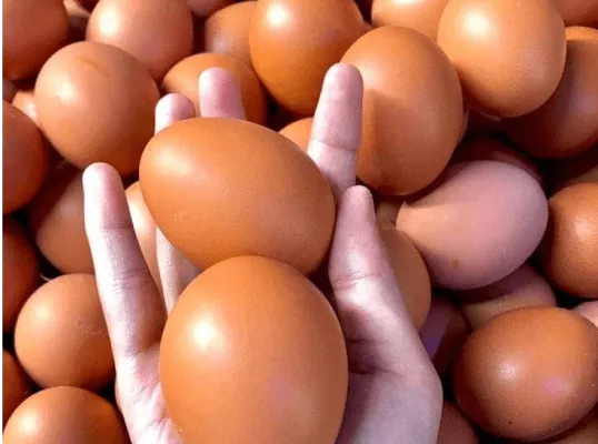 Telur Ayam Nusantara