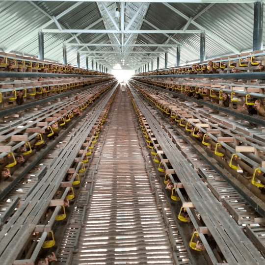 Telur Ayam Nusantara