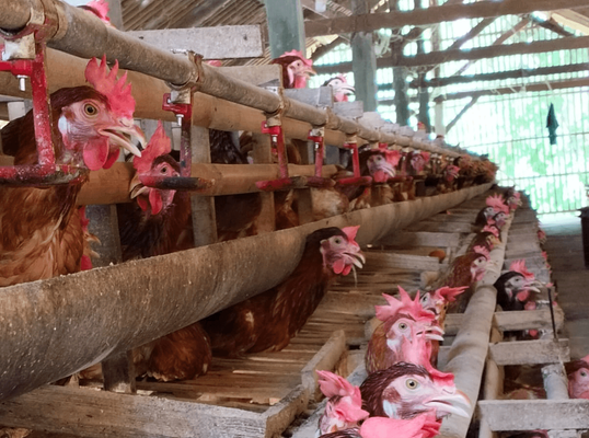 Telur Ayam Nusantara