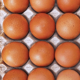 Telur Ayam Nusantara