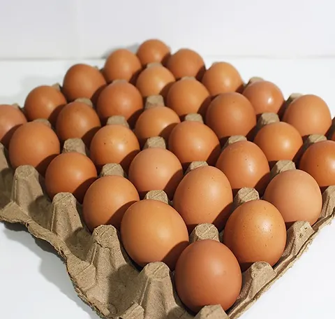 Telur Ayam Nusantara