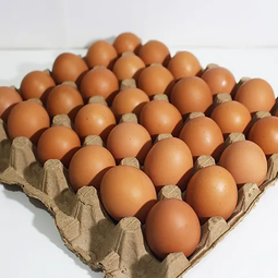 Telur Ayam Nusantara