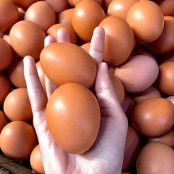 Telur Ayam Nusantara