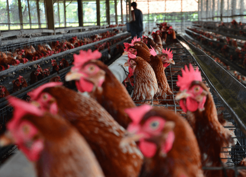 Telur Ayam Nusantara