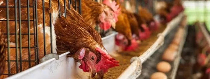 Telur Ayam Nusantara