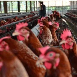 Telur Ayam Nusantara