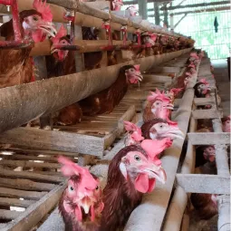 Telur Ayam Nusantara